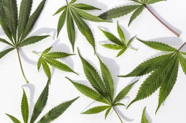 İzole edilmiş beyaz arka planda yeşil marihuana bitkileri