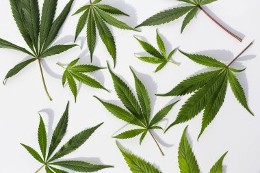 İzole edilmiş beyaz arka planda yeşil marihuana bitkileri