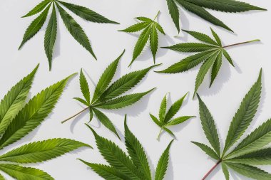 İzole edilmiş beyaz arka planda yeşil marihuana bitkileri