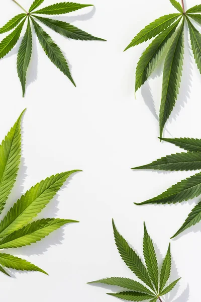 İzole edilmiş beyaz arka planda yeşil marihuana bitkileri