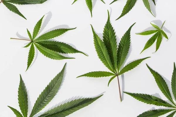 İzole edilmiş beyaz arka planda yeşil marihuana bitkileri