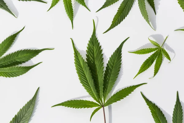 İzole edilmiş beyaz arka planda yeşil marihuana bitkileri