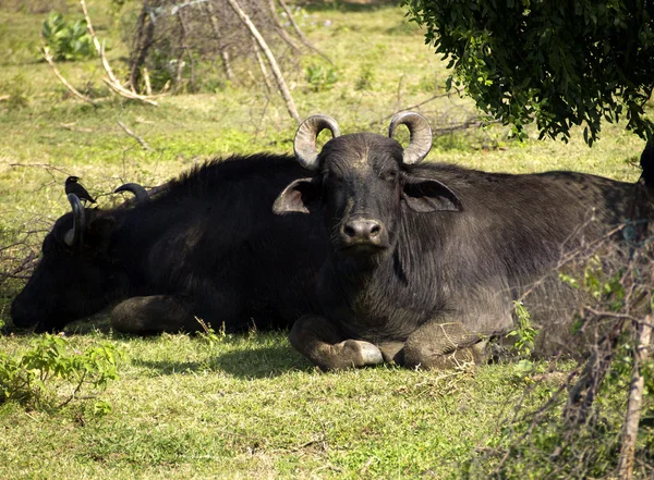 Bufalo d'acqua in un Parco Nazionale — Foto Stock