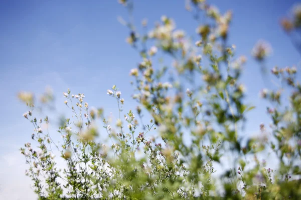 Spring awakening in the nature — Stock Photo, Image