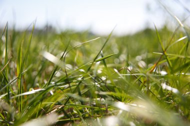 Bahar doğa içinde uyanış