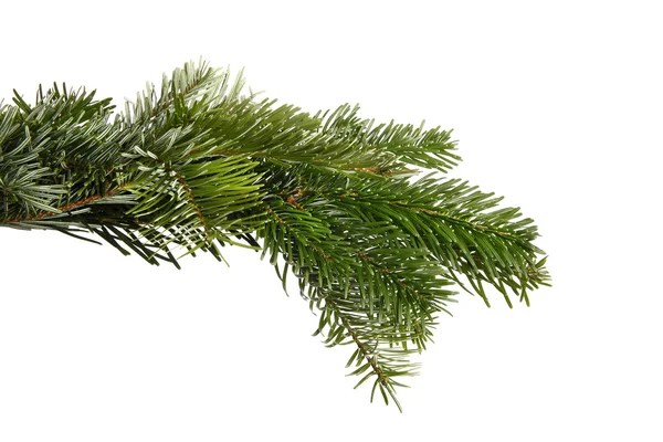 Snowy fir branch — Stock Photo, Image