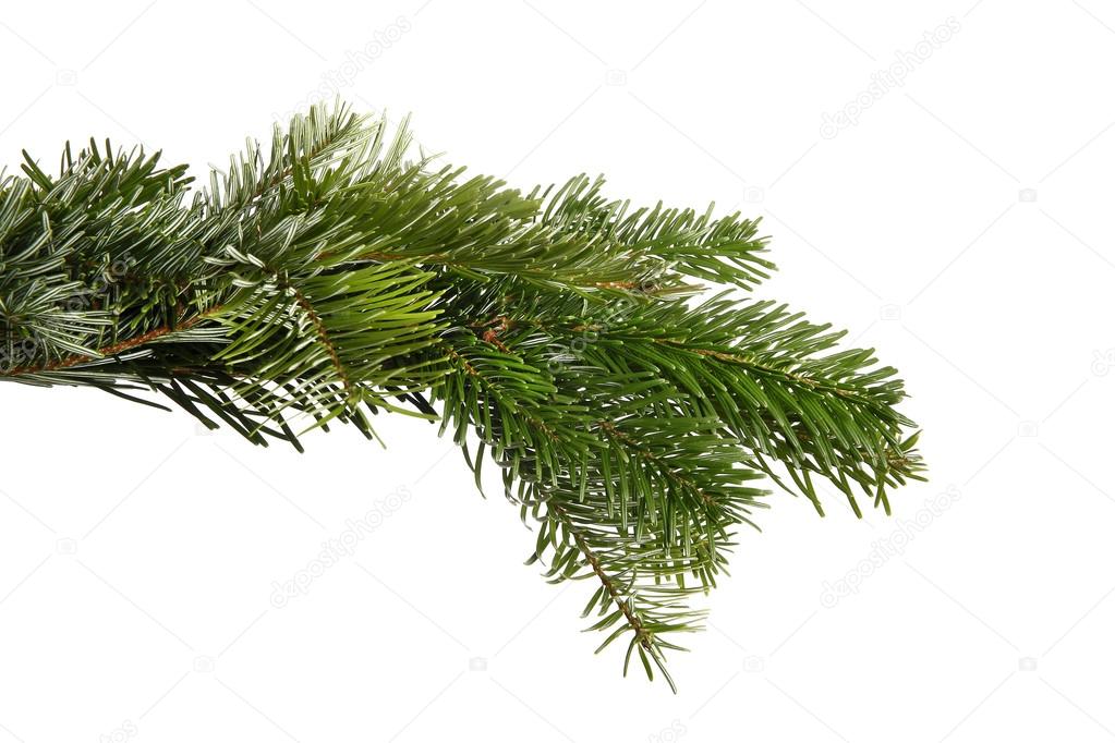 Snowy fir branch