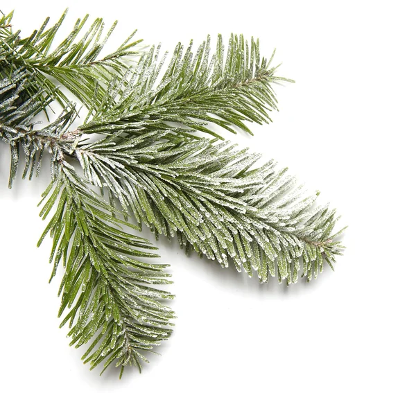Snowy fir branch — Stock Photo, Image