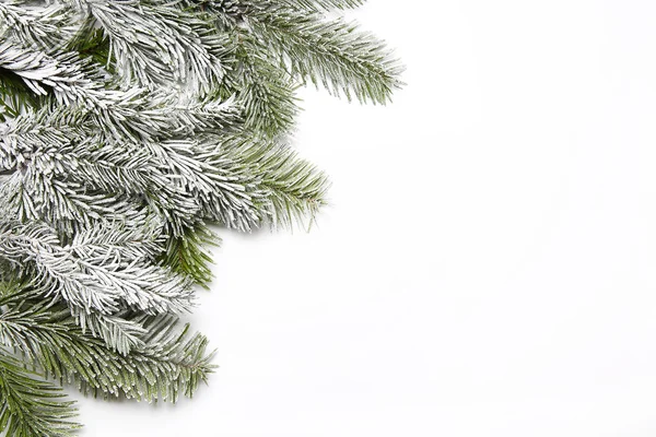 Snowy fir branch — Stock Photo, Image