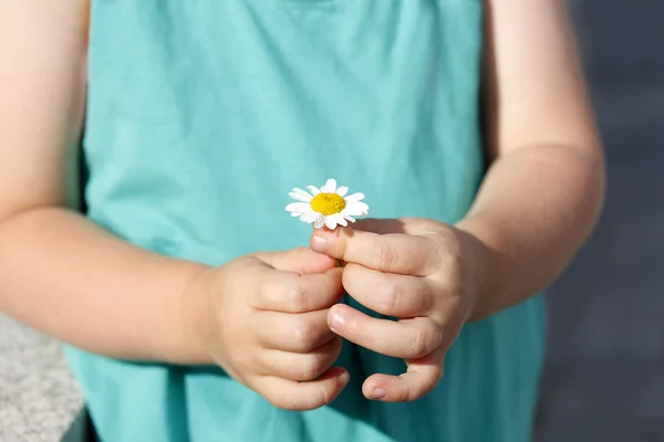 Small girl holds beautiful daisy in her hand — Stock Photo, Image