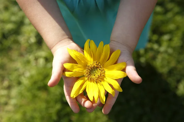 Small girl holds beautiful sunflower in her hands — Stock Photo, Image