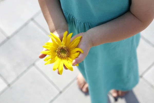 Small girl holds beautiful sunflower in her hands — Stock Photo, Image