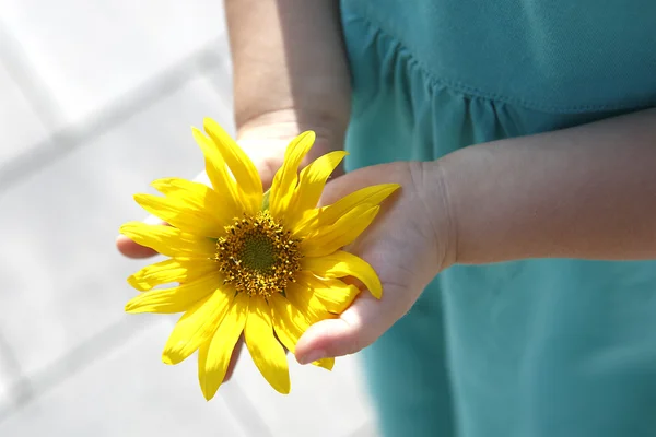 Small girl holds beautiful sunflower in her hands — Stock Photo, Image