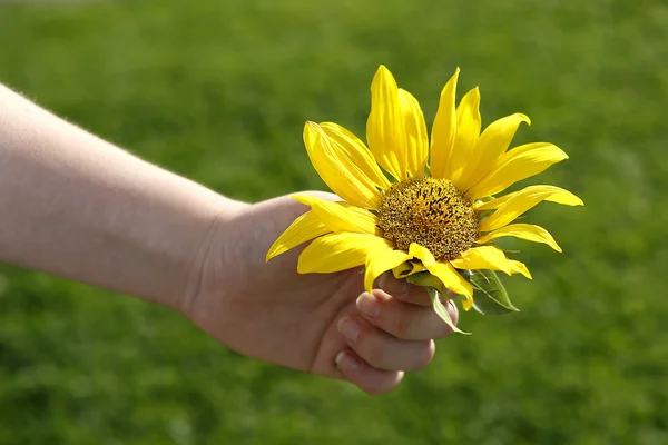 Small girl holds beautiful sunflower — Stock Photo, Image