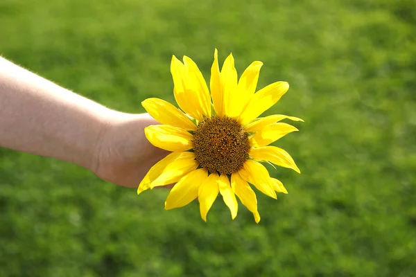 Small girl holds beautiful sunflower — Stock Photo, Image