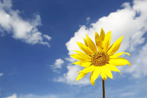 Beau tournesol jaune dans un ciel bleu — Photo