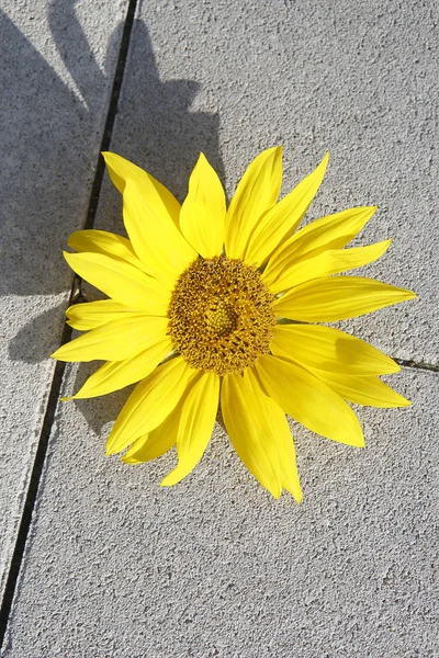 Beau tournesol jaune sur un sol en pierre — Photo