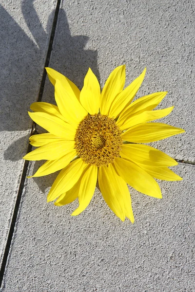 Bel girasole giallo su un terreno di pietra — Foto Stock