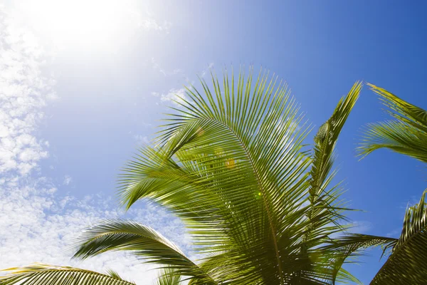 Schöne Palmen mit blauem Himmel und weißen Wolken — Stockfoto