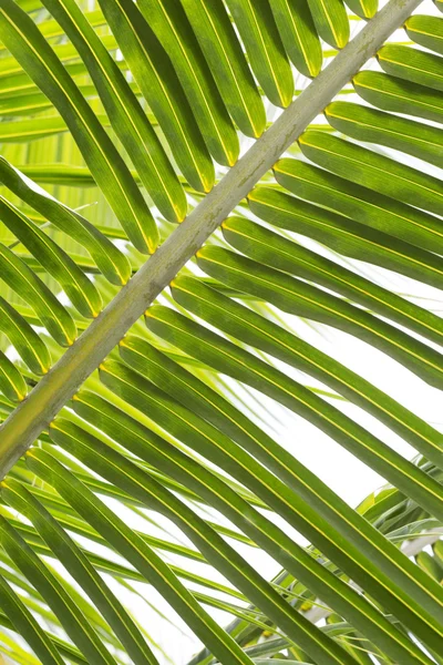 Closeup of beautiful palm trees — Stock Photo, Image