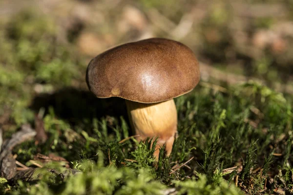 Champiñón marrón en el bosque — Foto de Stock