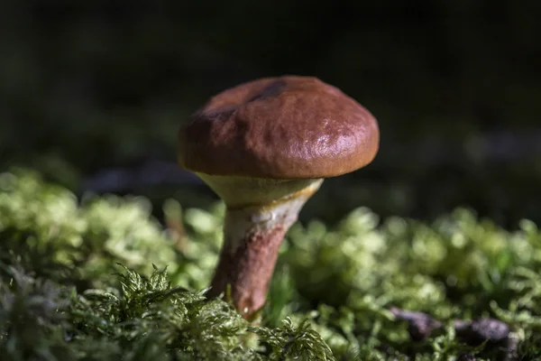 Cogumelo castanho na floresta — Fotografia de Stock