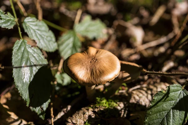 Champiñón marrón en el bosque — Foto de Stock