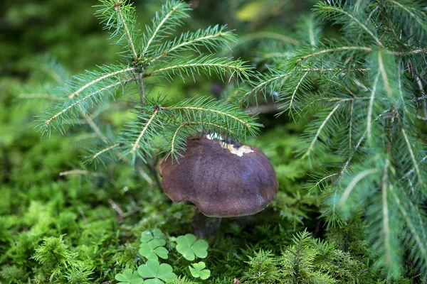 Cogumelo castanho na floresta — Fotografia de Stock