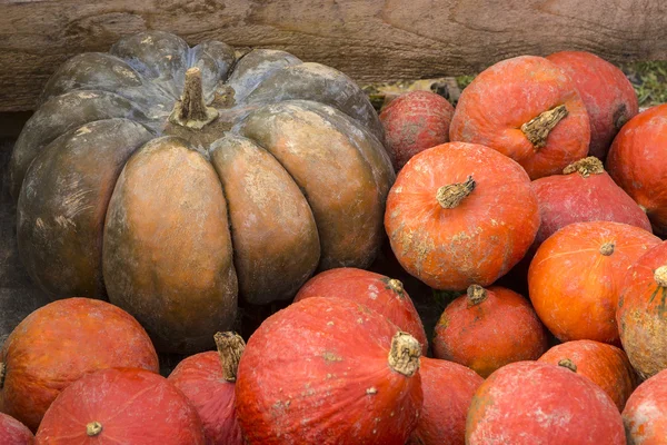 Pumpkins on the field — Stock Photo, Image
