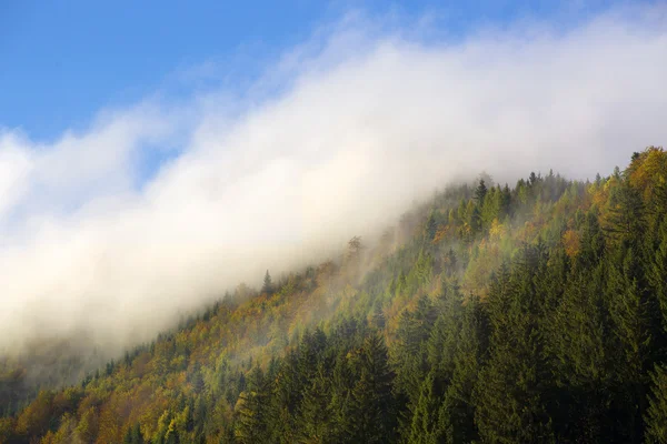 Floresta nebulosa nas montanhas da Baviera — Fotografia de Stock