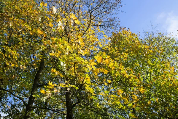 Sonbahar orman — Stok fotoğraf