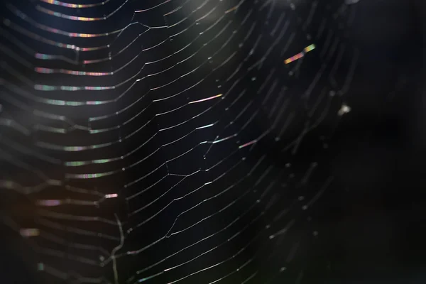 Closeup of a spider web — Stock Photo, Image