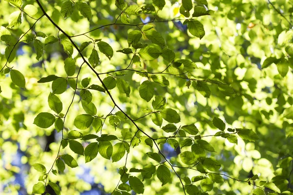 Höstlig skog — Stockfoto