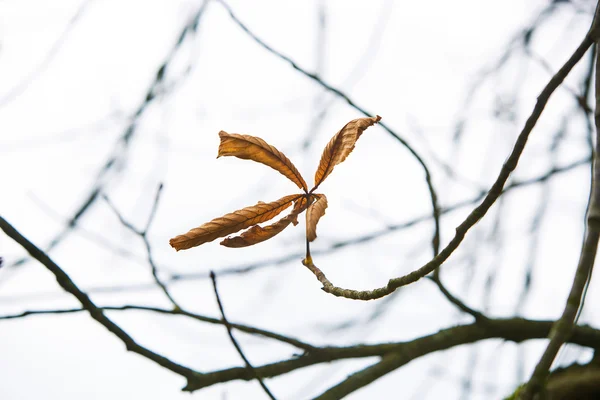 Single brown marple leaf — Stock Photo, Image