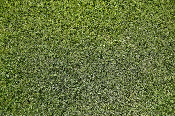 上から緑の野原 — ストック写真