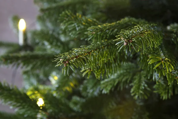 Närbild av en grön julgran med ljus — Stockfoto