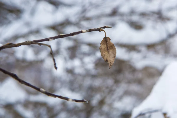 Enstaka bruna löv på ett träd — Stockfoto