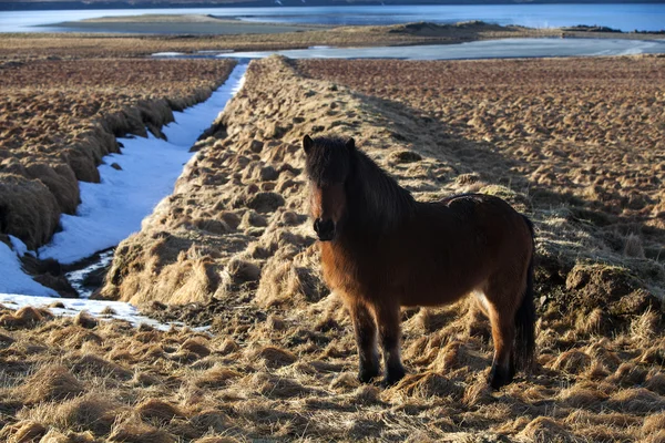 Коричневий ісландський поні на луг — стокове фото