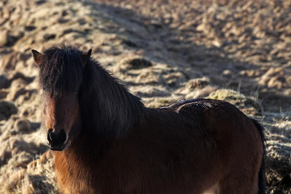 Bruin IJslandse pony op een weide — Stockfoto