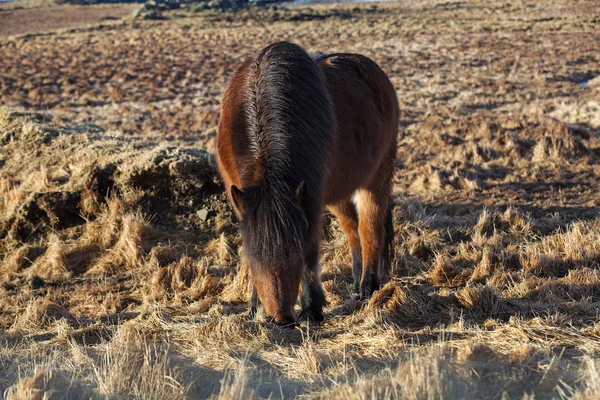 Коричневий ісландський поні на луг — стокове фото