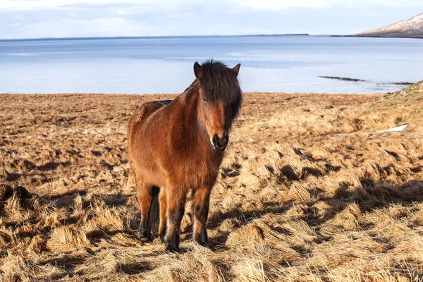 Pony ghiacciato marrone su un prato — Foto Stock