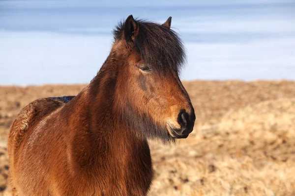 Brun Isländska ponny på en äng — Stockfoto