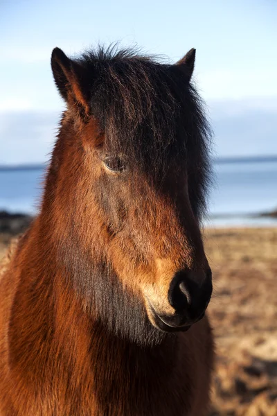 Pony ghiacciato marrone su un prato — Foto Stock