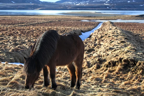 Brown icelandic pony on a meadow — Stock Photo, Image