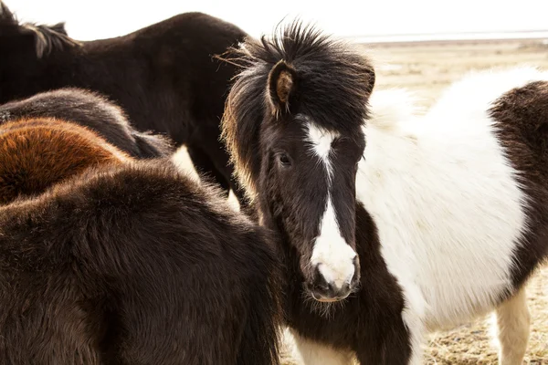 Portrait of an Icelandic pony in a herd — Stock Photo, Image