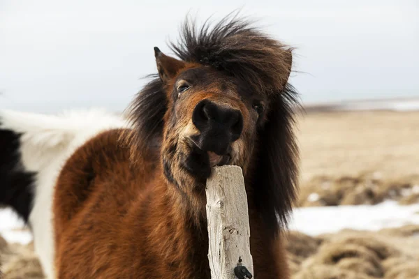 Braunes Islandpferd kratzt am Zaun — Stockfoto