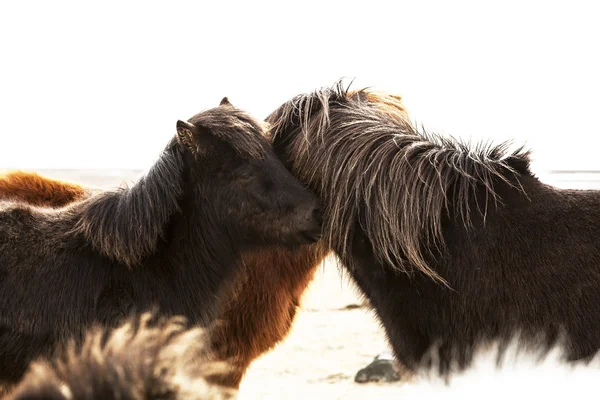 Portrait of two dark Icelandic ponies — Stock Photo, Image