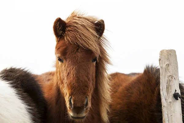 Portrait of an Icelandic pony with a brown mane — Stock Photo, Image