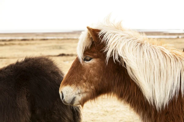 Portrait of an Icelandic pony with blonde mane — Stock Photo, Image