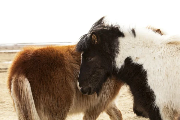 Herde isländischer Ponys — Stockfoto